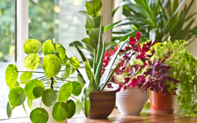 10 More Ways to Improve Indoor Air Quality